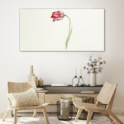 Tulip in delicate shades Glass Print