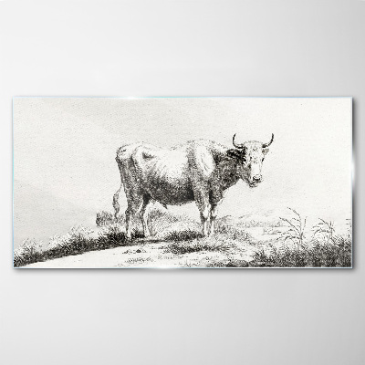 Black cow in the pasture Glass Print