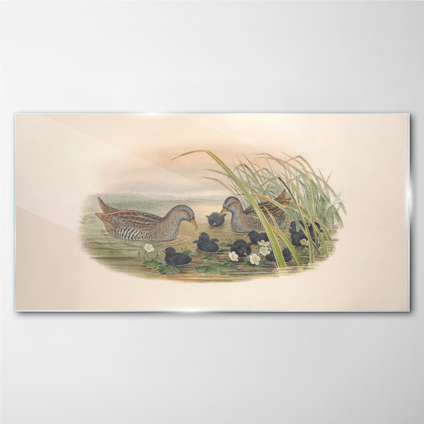 Duck families in a water environment Glass Wall Art