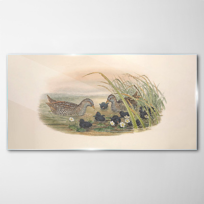 Duck families in a water environment Glass Wall Art