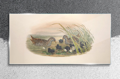 Duck families in a water environment Glass Wall Art