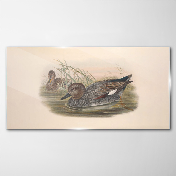 Ducks calm in their natural surroundings Glass Wall Art