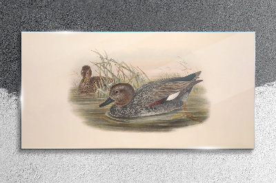 Ducks calm in their natural surroundings Glass Wall Art