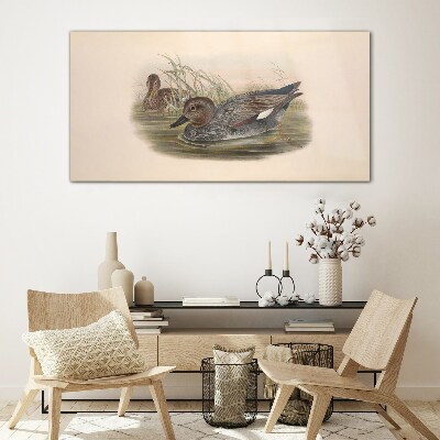 Ducks calm in their natural surroundings Glass Wall Art