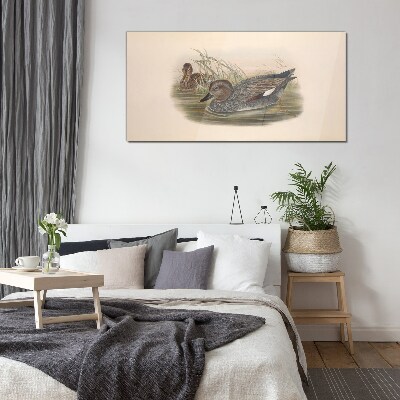 Ducks calm in their natural surroundings Glass Wall Art