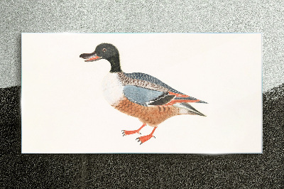 A duck in a colorful coat Glass Print
