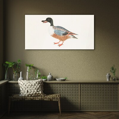 A duck in a colorful coat Glass Print