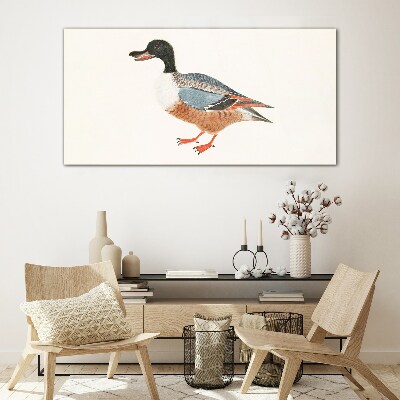 A duck in a colorful coat Glass Print