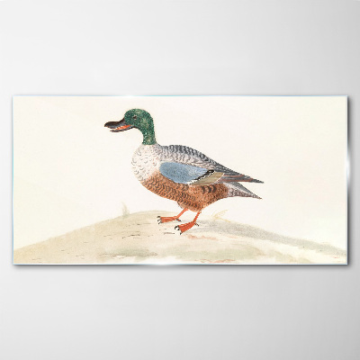 Duck against a background of delicate colors Glass Print