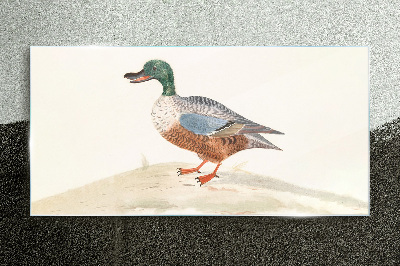 Duck against a background of delicate colors Glass Print