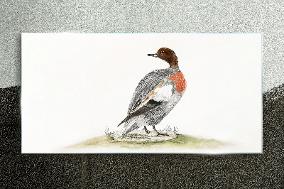 Duck on a natural background Glass Print