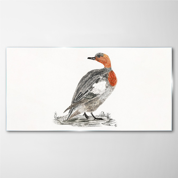 Red-breasted duck on white background Glass Print
