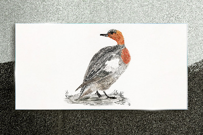 Red-breasted duck on white background Glass Print