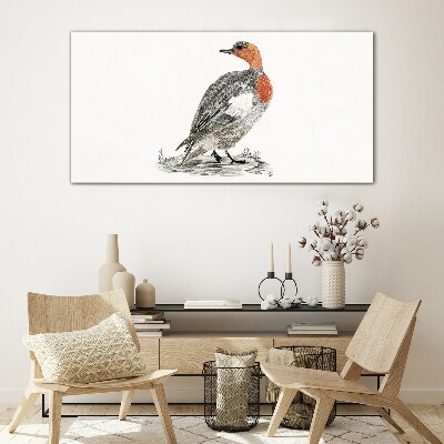 Red-breasted duck on white background Glass Print