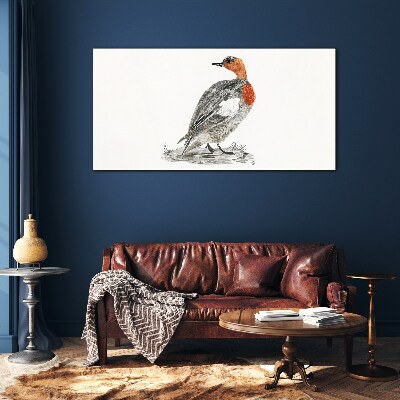 Red-breasted duck on white background Glass Print