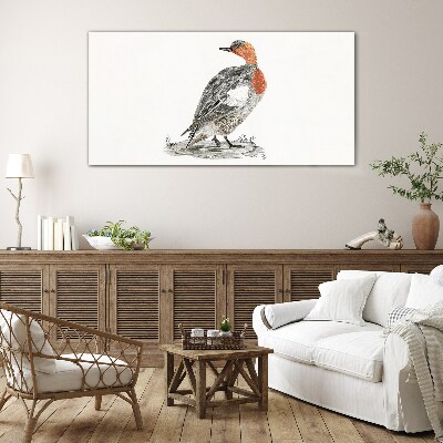 Red-breasted duck on white background Glass Print