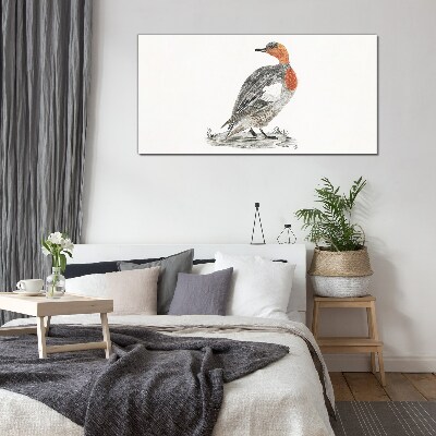 Red-breasted duck on white background Glass Print