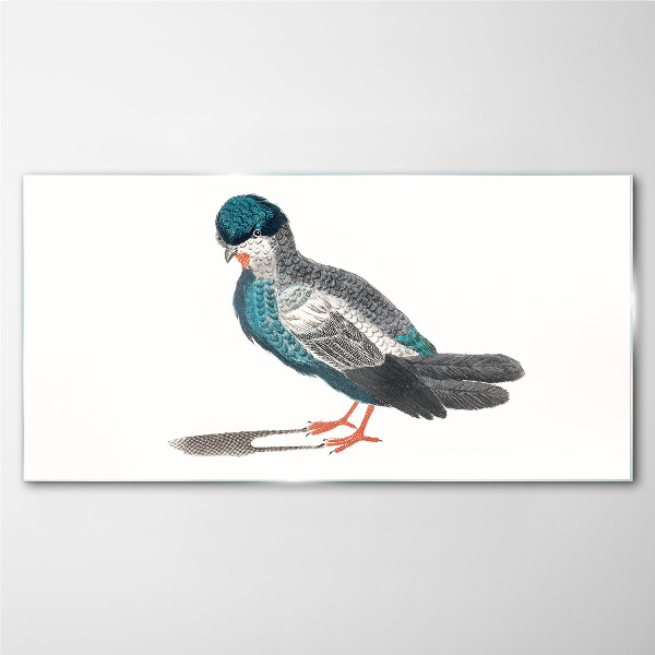 Colorful bird on white background Glass Print