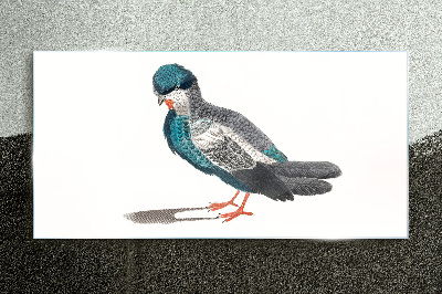 Colorful bird on white background Glass Print