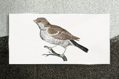 Nightingale on a branch Glass Print