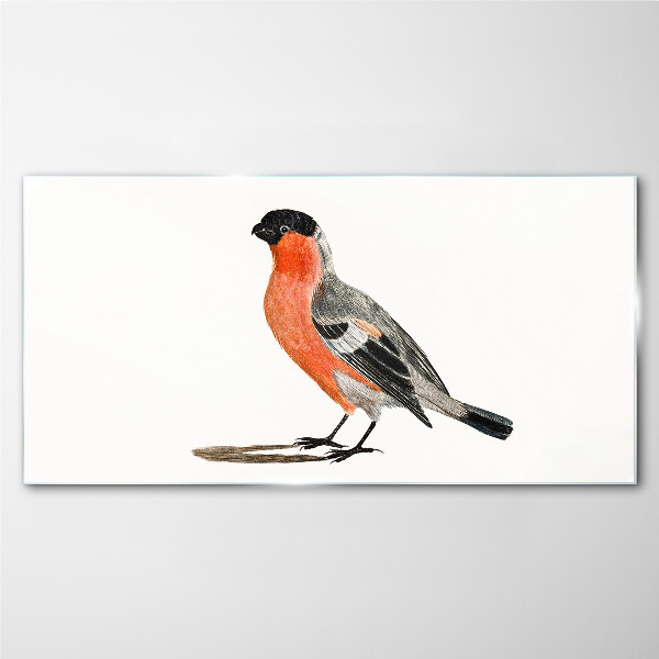 Robin against a white background Glass Print