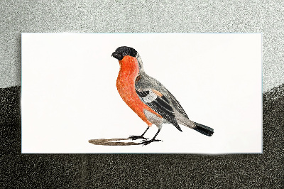 Robin against a white background Glass Print