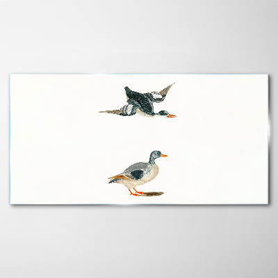 Waterbirds in flight and on the ground Glass Print