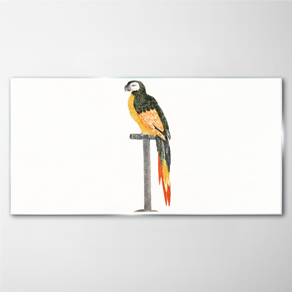 A parrot against a white wall Glass Print