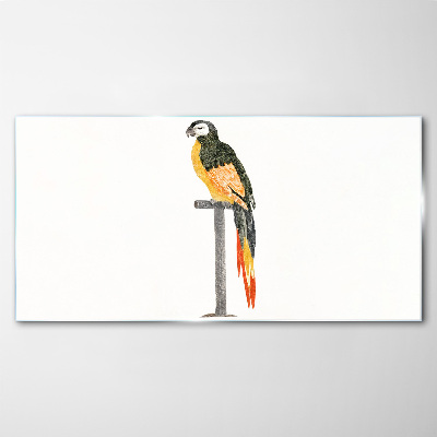 A parrot against a white wall Glass Print