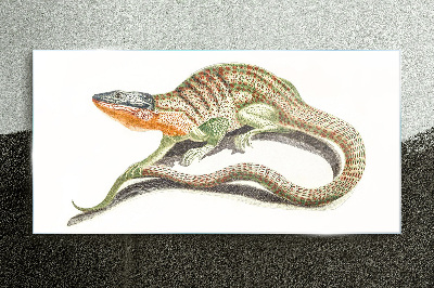 Colorful lizard in motion Glass Print
