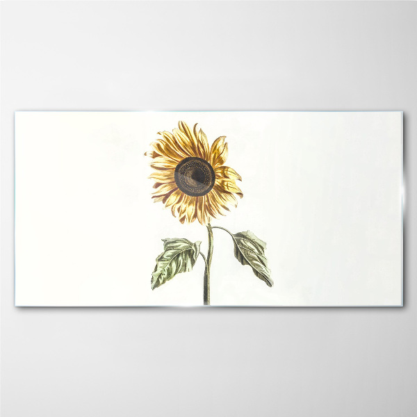 Sunflower flower on white background Glass Print