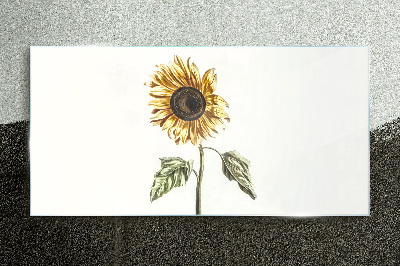 Sunflower flower on white background Glass Print