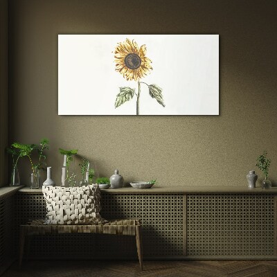 Sunflower flower on white background Glass Print