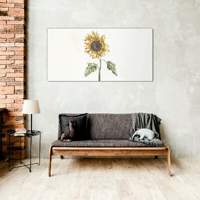Sunflower flower on white background Glass Print