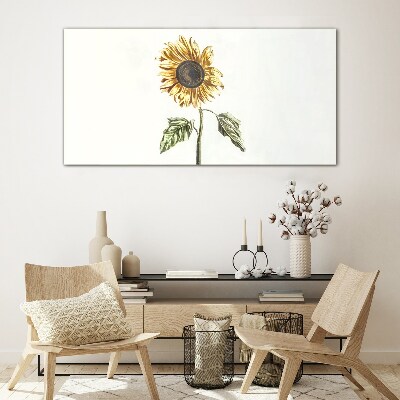 Sunflower flower on white background Glass Print