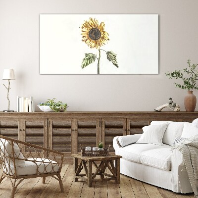 Sunflower flower on white background Glass Print