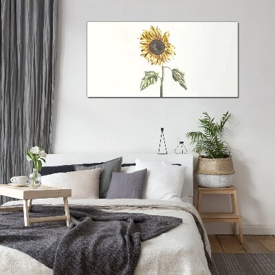 Sunflower flower on white background Glass Print
