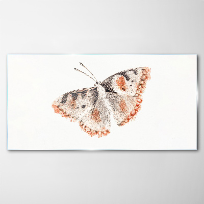 Butterfly on white background Glass Print