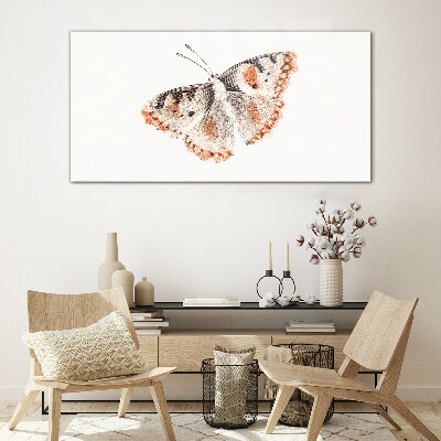 Butterfly on white background Glass Print