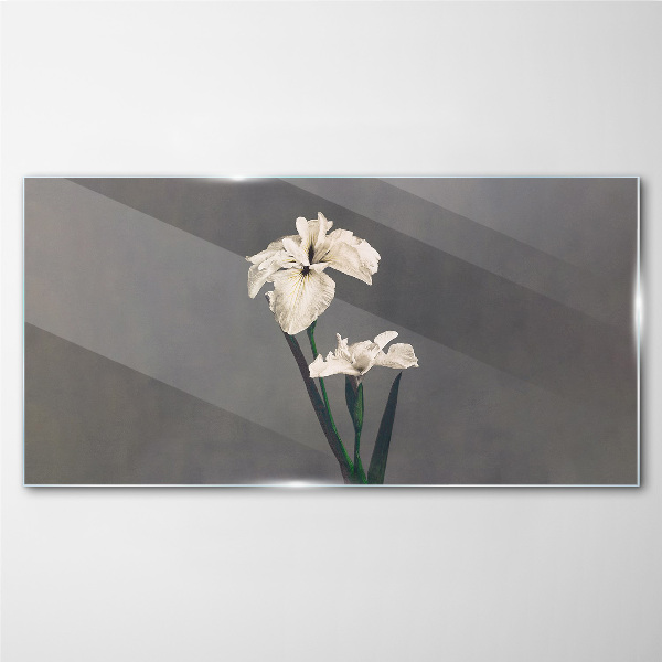 White irises on a gray background Glass Print