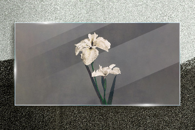 White irises on a gray background Glass Print