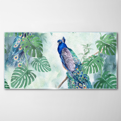 Peacock in the tropical jungle Glass Wall Art
