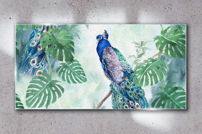 Peacock in the tropical jungle Glass Wall Art