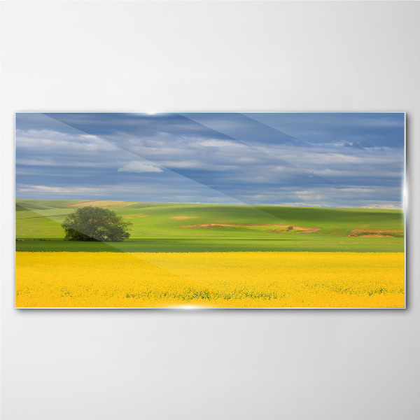 Yellow fields under blue sky Glass Wall Art