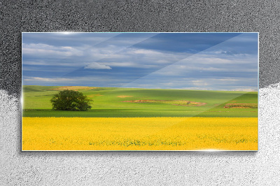 Yellow fields under blue sky Glass Wall Art