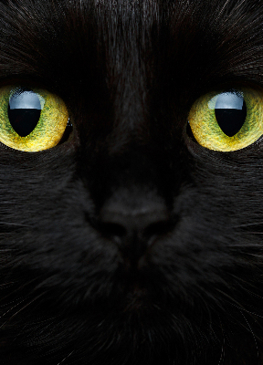 Roller blind Eyes of a cat