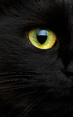 Roller blind Eyes of a cat