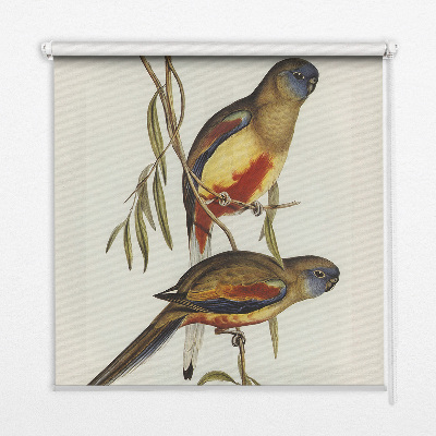 Window blind Two birds on a branch