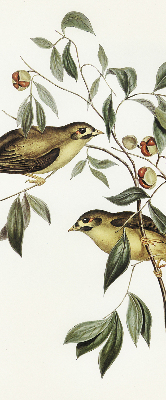 Window blind Birds on a tree