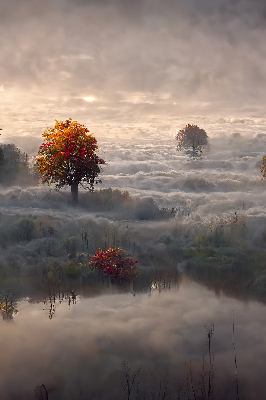 Roller blind for window Trees in the fog